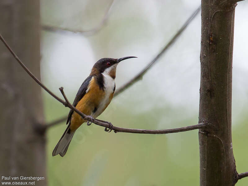 Eastern Spinebill male adult, pigmentation