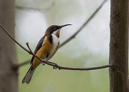 Eastern Spinebill