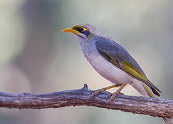 Yellow-throated Miner