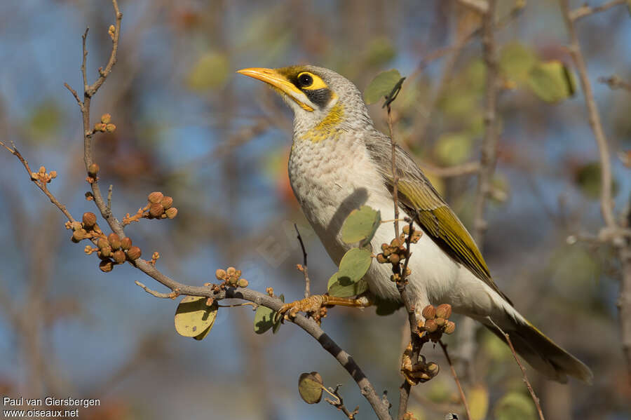 Yellow-throated Mineradult