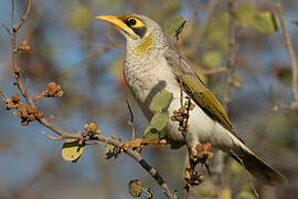 Yellow-throated Miner