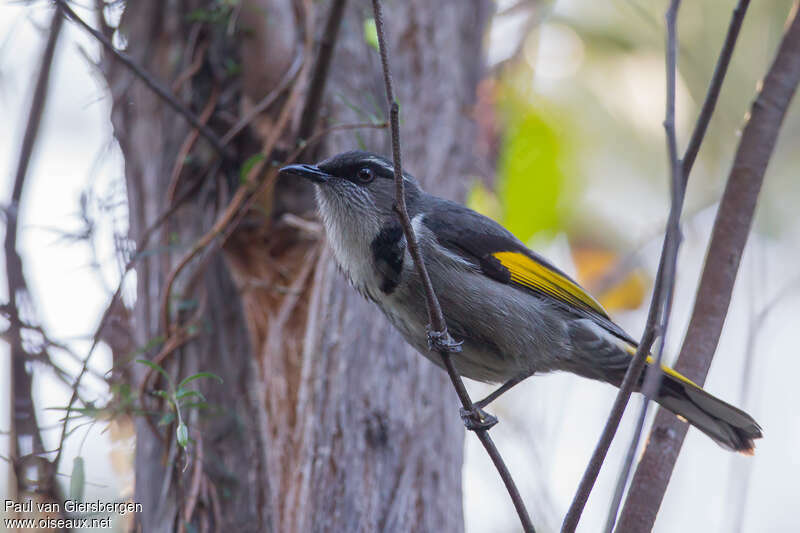 Crescent Honeyeateradult, identification