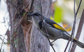 Crescent Honeyeater