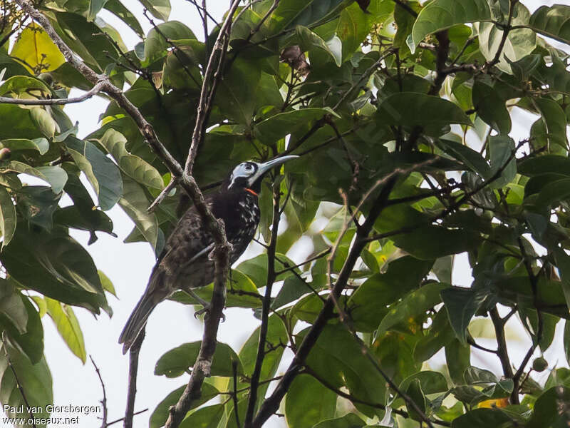 Vogelkop Melidectesadult, identification