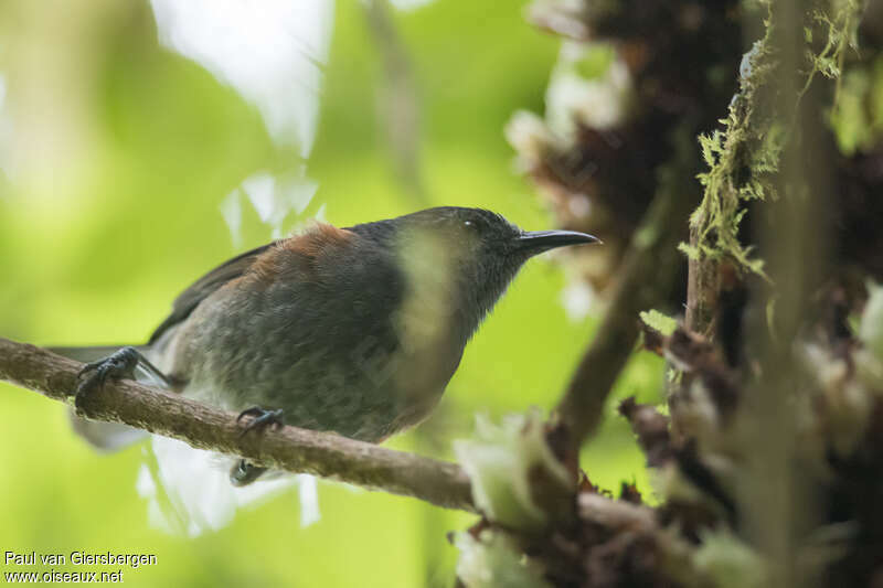 Rufous-sided Honeyeater