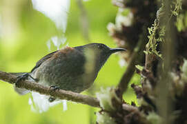 Rufous-sided Honeyeater