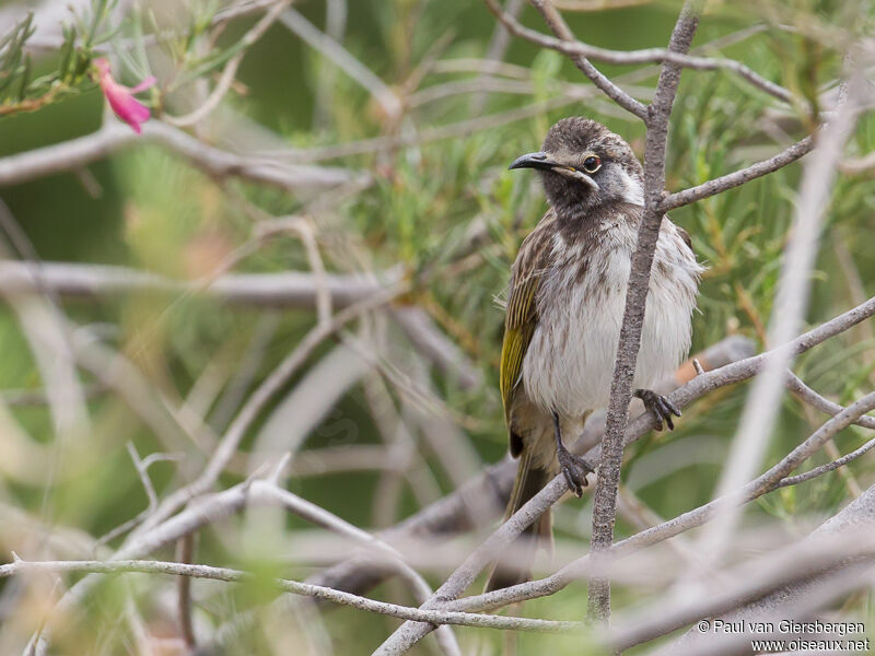 White-fronted Honeyeater