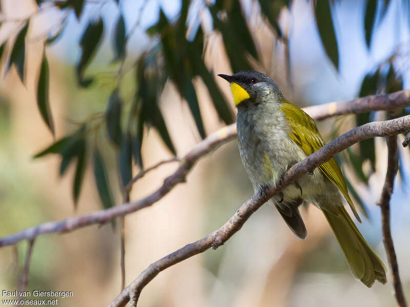 Yellow-throated Honeyeateradult, identification