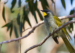 Yellow-throated Honeyeater