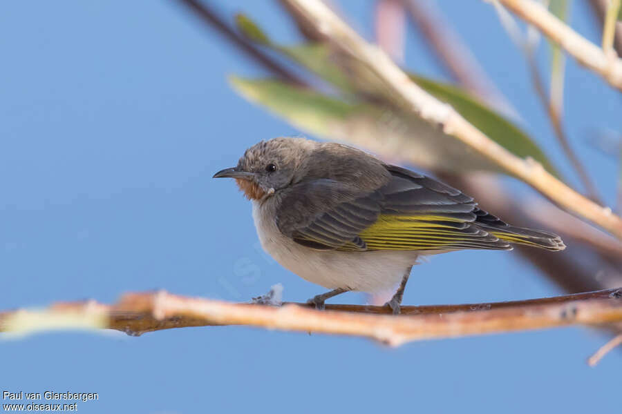 Rufous-throated Honeyeateradult, identification