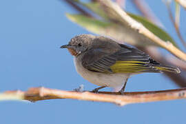 Rufous-throated Honeyeater