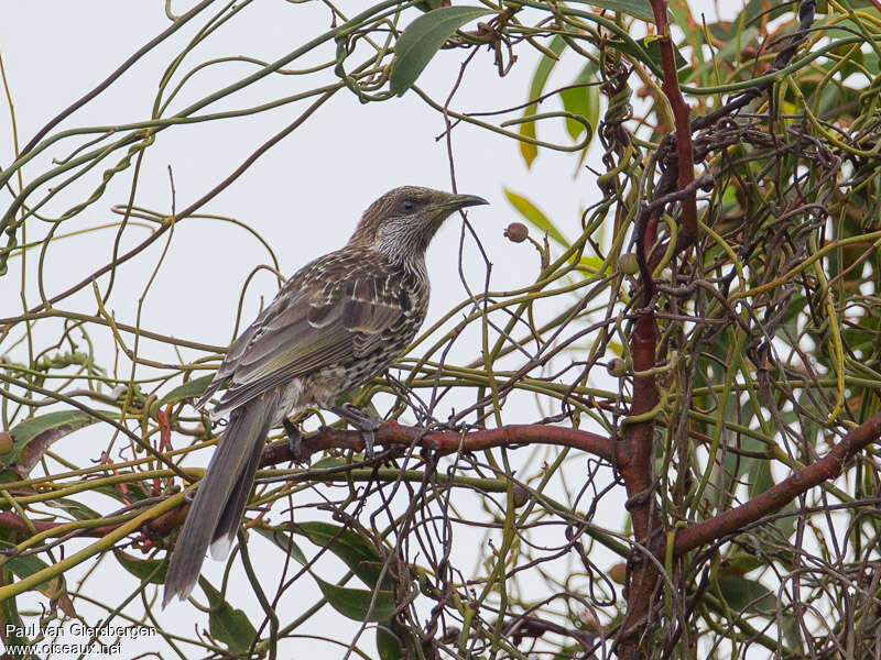 Little Wattlebirdadult, identification