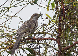 Little Wattlebird