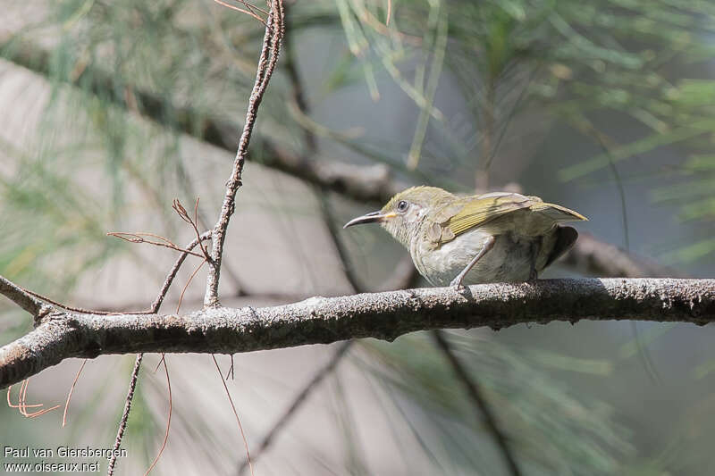 Olive Honeyeateradult