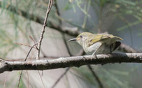 Olive Honeyeater