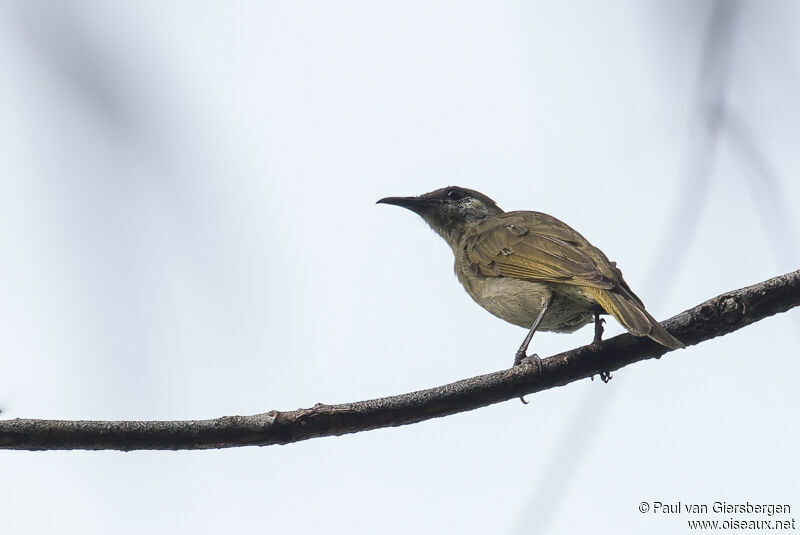 Olive Honeyeater