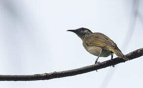 Olive Honeyeater