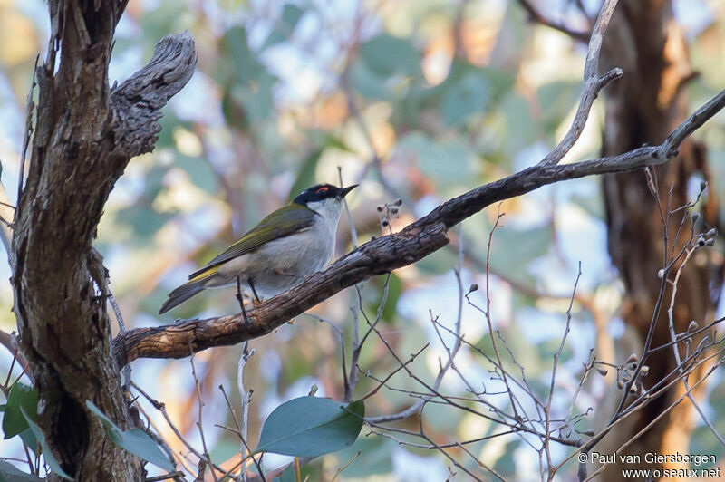 White-naped Honeyeater