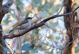 White-naped Honeyeater