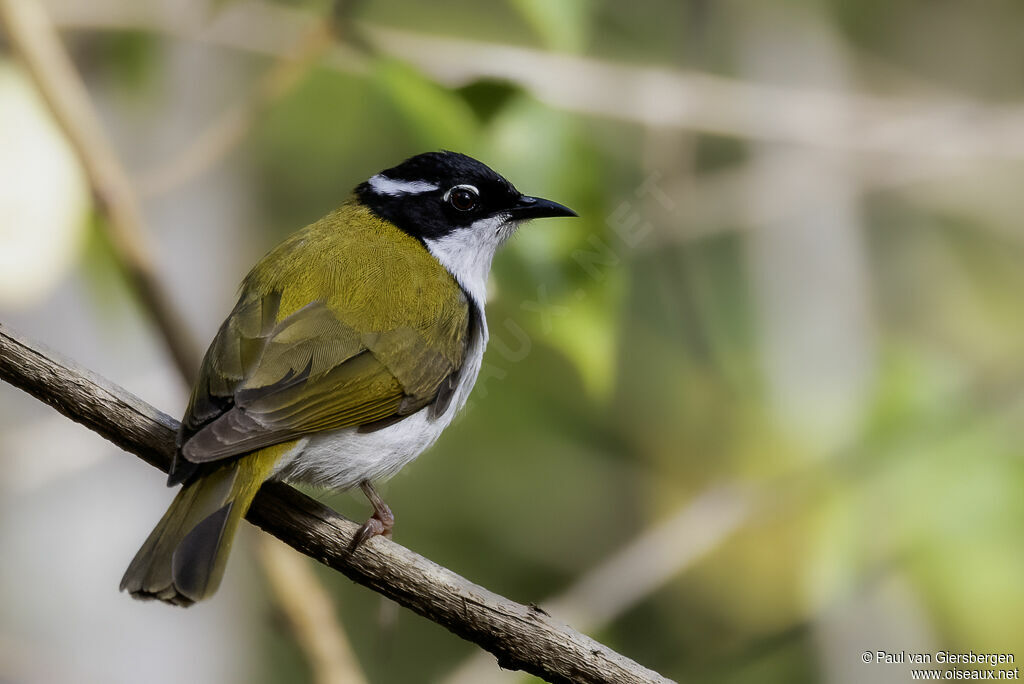 White-throated Honeyeateradult