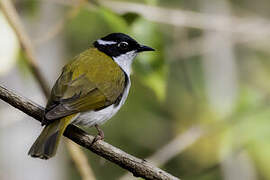 White-throated Honeyeater