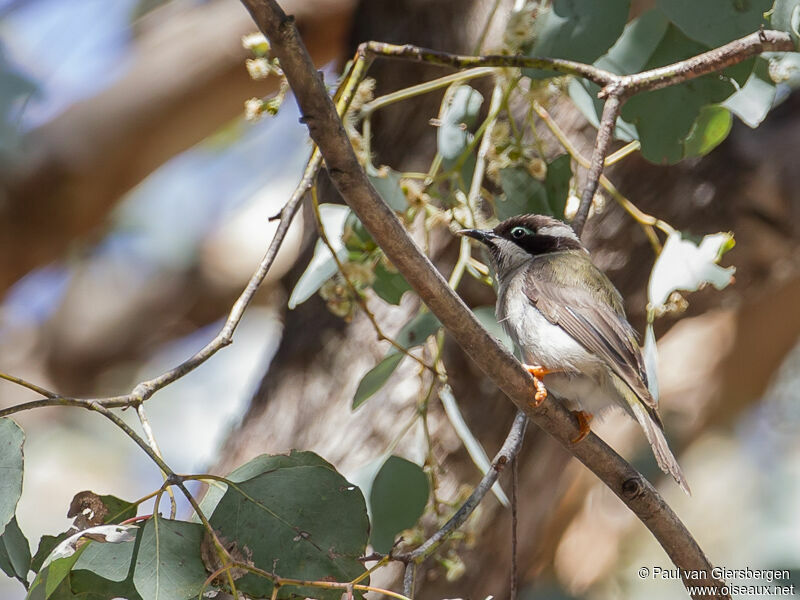 Black-chinned Honeyeater