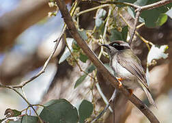 Black-chinned Honeyeater