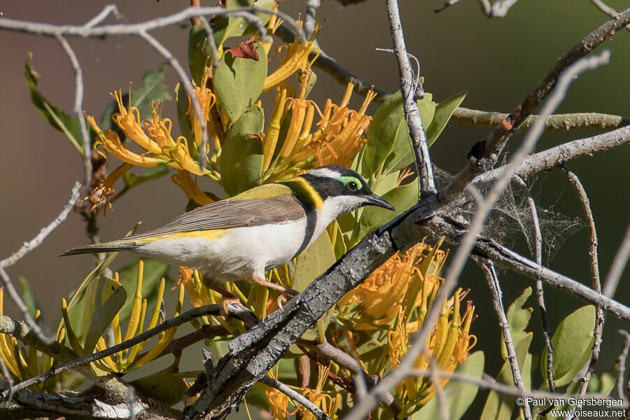 Black-chinned Honeyeateradult