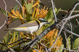 Black-chinned Honeyeater