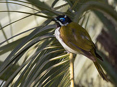 Blue-faced Honeyeater