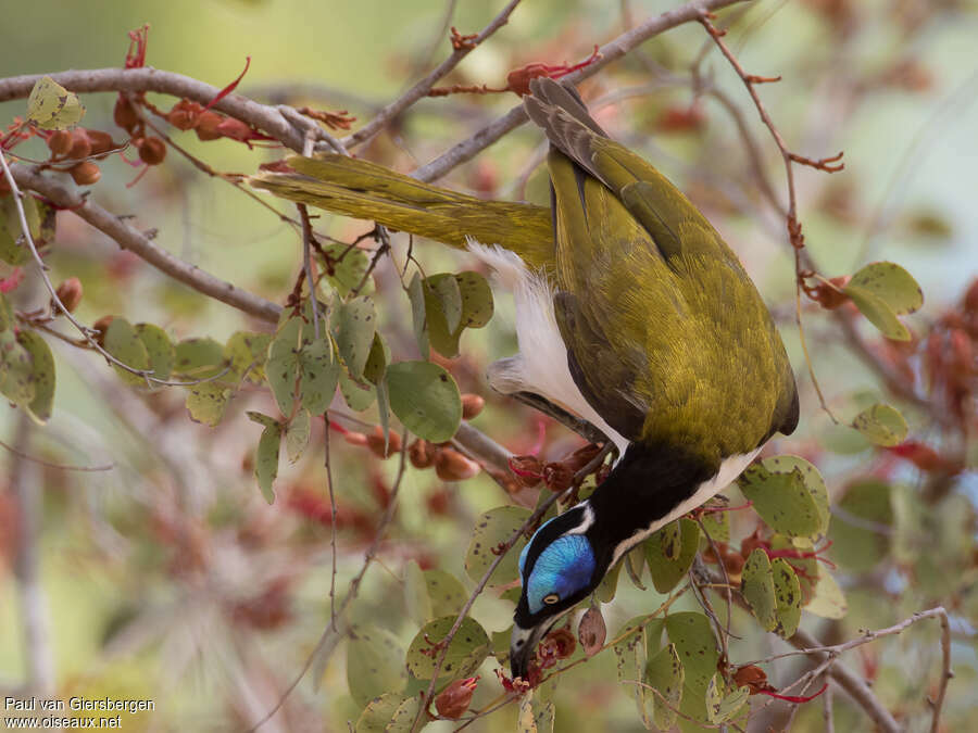 Blue-faced Honeyeateradult, eats