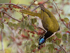 Blue-faced Honeyeater