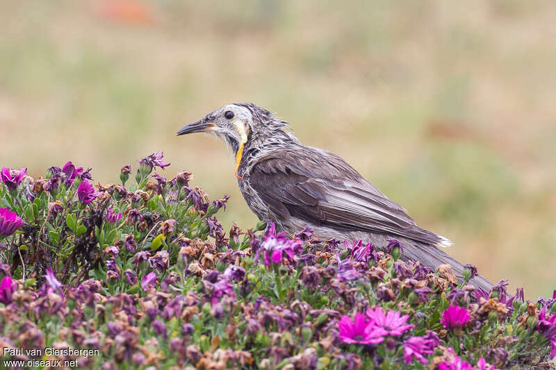 Yellow Wattlebirdadult, identification