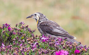 Yellow Wattlebird