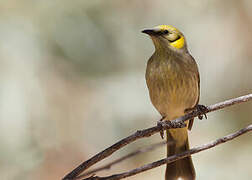 Grey-fronted Honeyeater