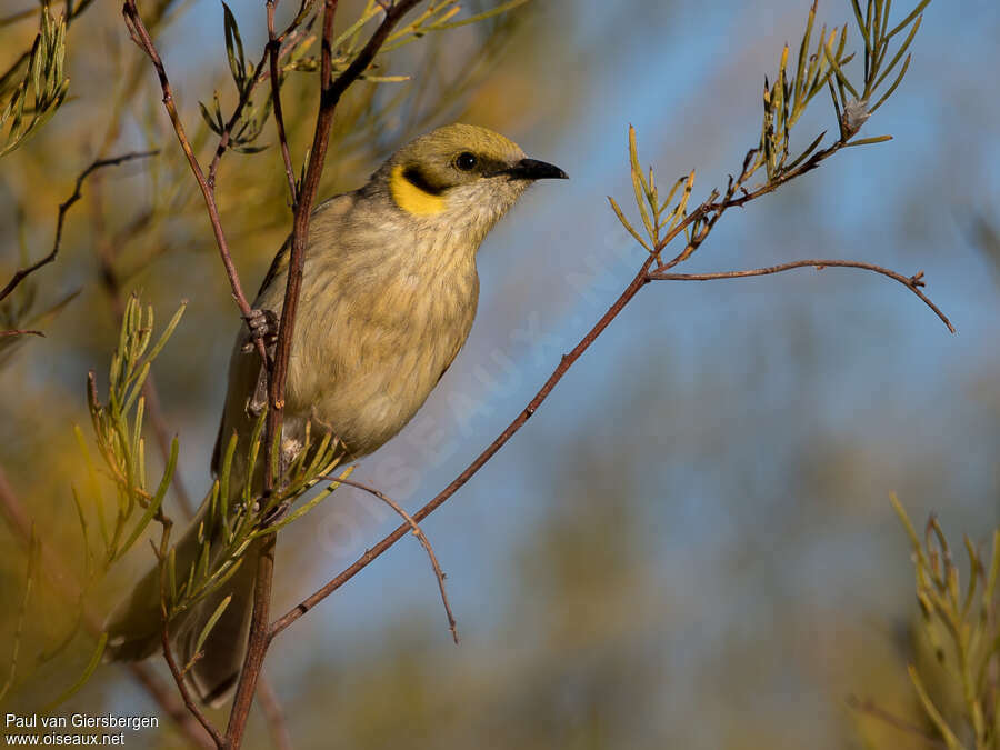 Grey-fronted Honeyeateradult