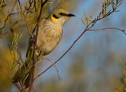 Grey-fronted Honeyeater