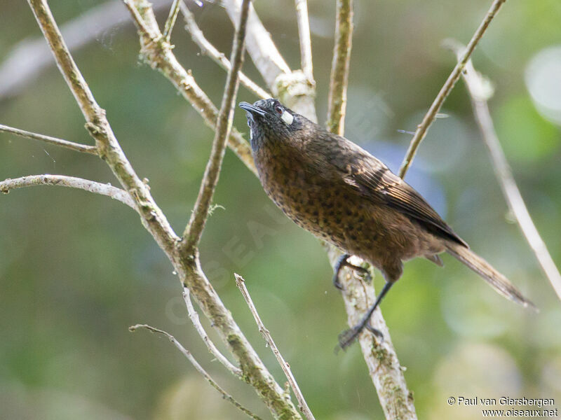 White-eared Myzaadult