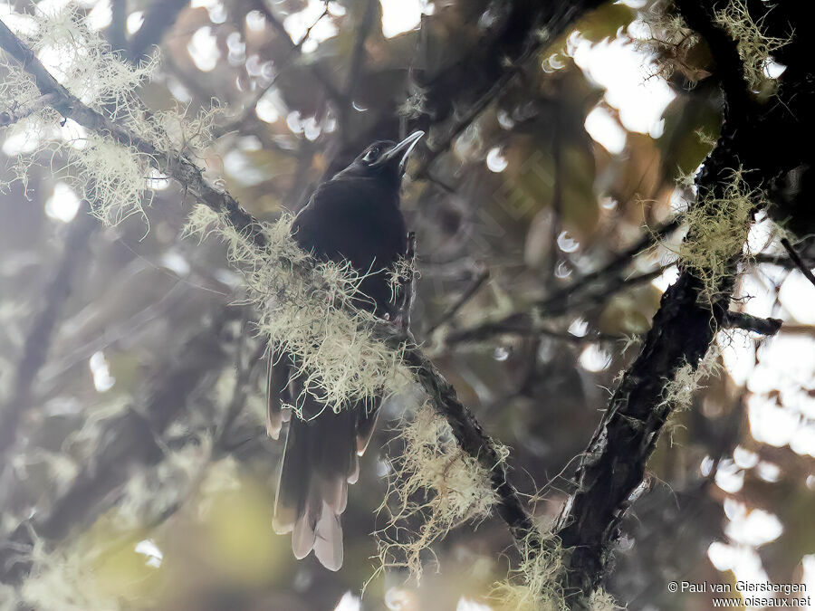 Cinnamon-browed Melidectesadult