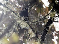 Cinnamon-browed Melidectes