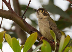 Brown-headed Honeyeater