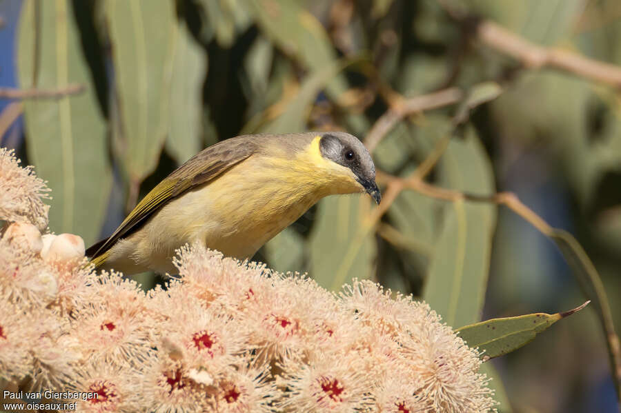 Grey-headed Honeyeateradult