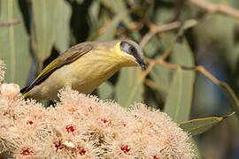 Grey-headed Honeyeater