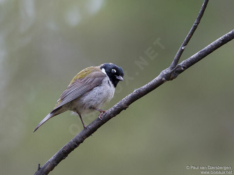 Black-headed Honeyeater