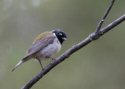 Black-headed Honeyeater