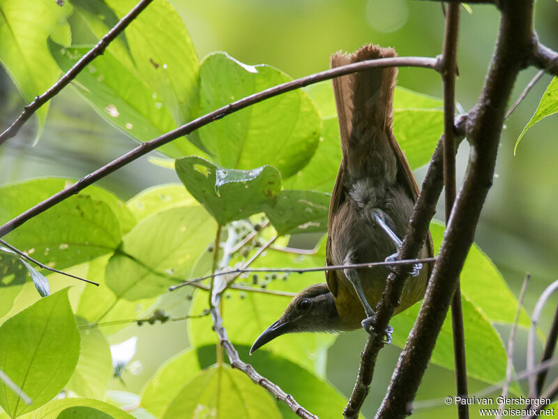 Tawny-breasted Honeyeater