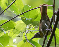 Tawny-breasted Honeyeater