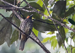 Arfak Honeyeater