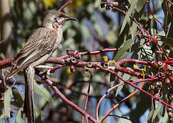 Red Wattlebird