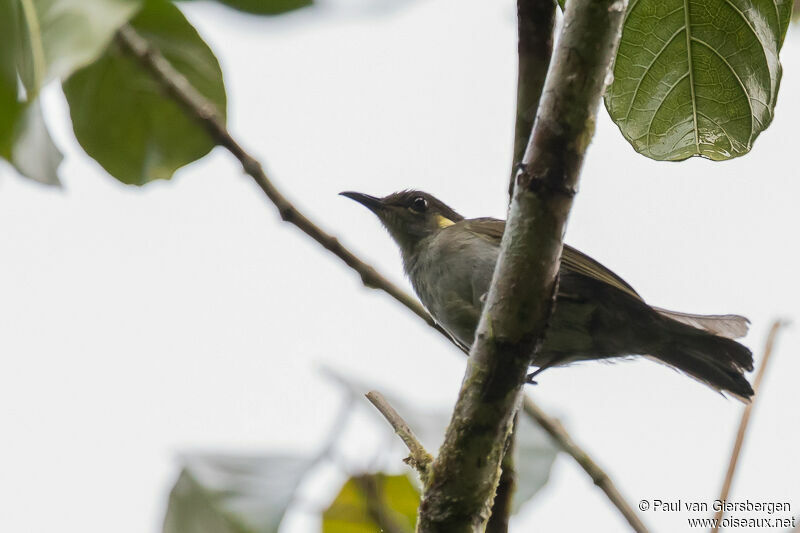 Puff-backed Honeyeater